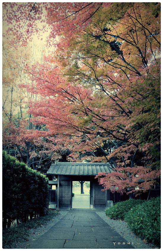 红叶 日本 寺 和风 B162