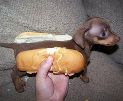  传说中的hot dog