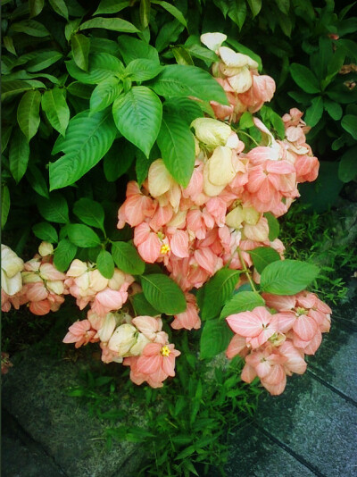 澳门见到的某种园林植物&gt;&lt;听白白说这个大概是海棠