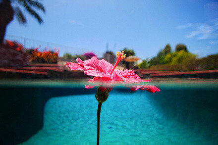 floatingflower