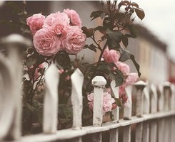 收录优美的图片 ♥`