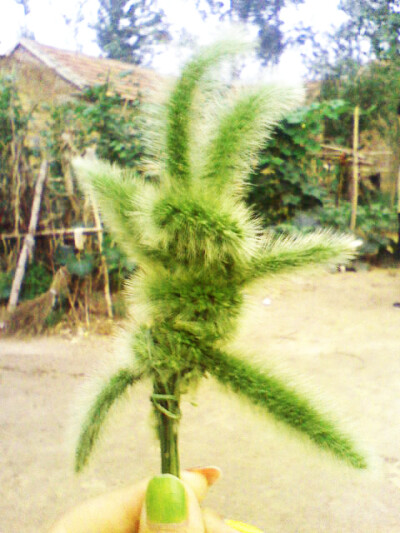 狗尾巴草编的兔纸~