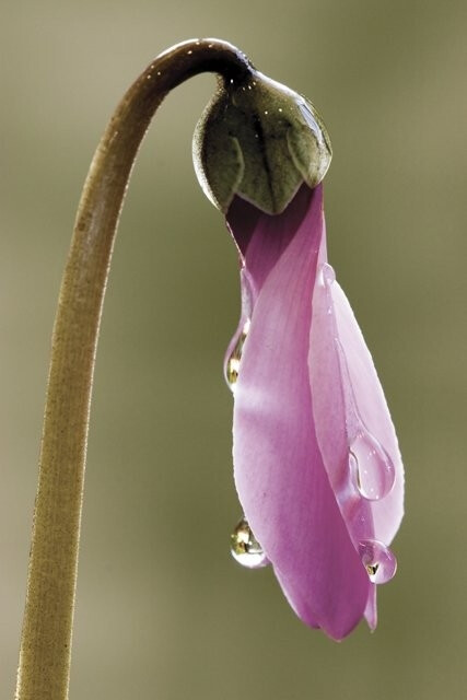 这花带着仙气..