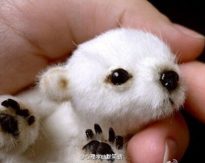 刚出生的北极熊宝宝！