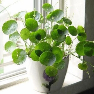 铜钱草金钱草 水培水生水养土培小盆栽迷你植物 发根茎 0.2元1株