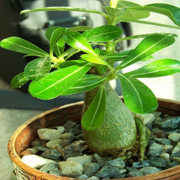 多肉植物 沙漠玫瑰 净化空气 吸收辐射.