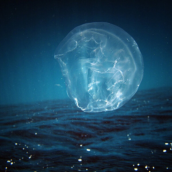 jellyfish 1