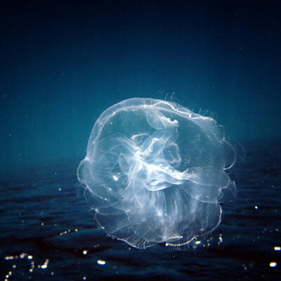 jellyfish 2