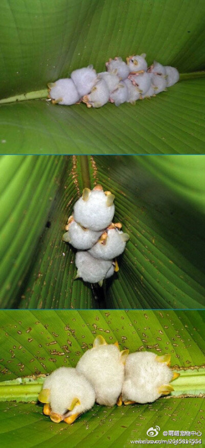 这哪里是蝙蝠！？这明明就是小白猪！生活在中美洲的白蝠（Ectophylla alba）浑身雪白色，只有耳朵、鼻叶和前臂为黄色。它们也是少有的几种可以搭建“帐篷”生活的蝙蝠之一，在蝎尾蕉属植物的叶下，它们咬断叶叶脉使…