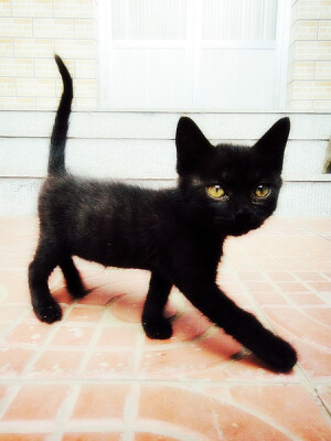 猫、腻腻的相册- >>> 满月 。