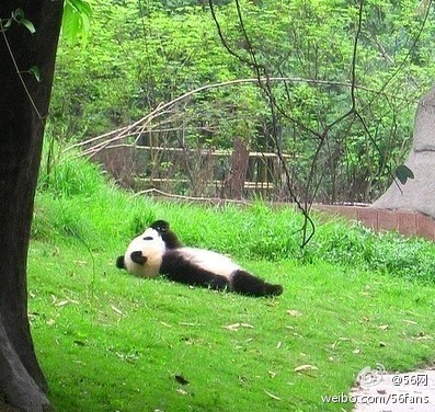 躺着的熊猫？