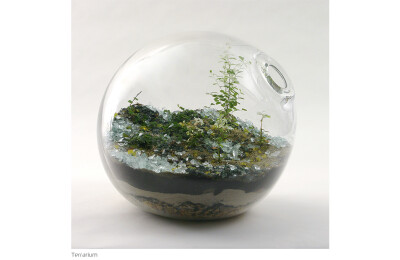 瓶子里的爱2Terrariums | Paula Hayes