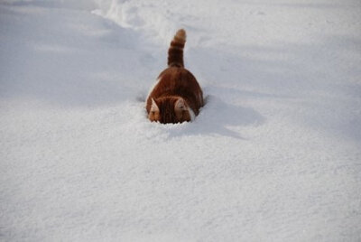 mi。雪地行走猫。