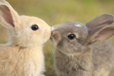 mi。俩只小兔子。