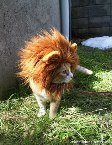 mi。我是狮子王。
