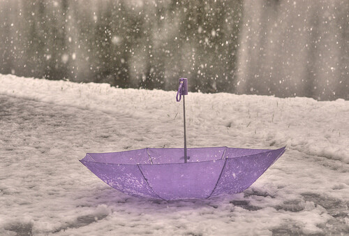 紫色的伞。