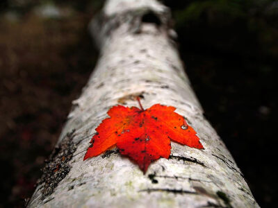 Fallen Maple Leaf