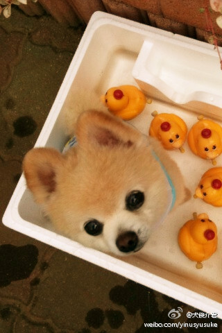 你真是太可爱了！！！