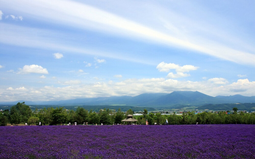 薰衣草海洋~