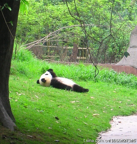 熊猫果然是萌界的神啊，随便一躺都这么萌~~