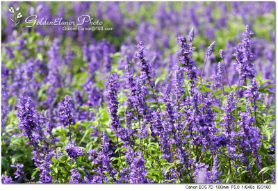 紫色薰衣草