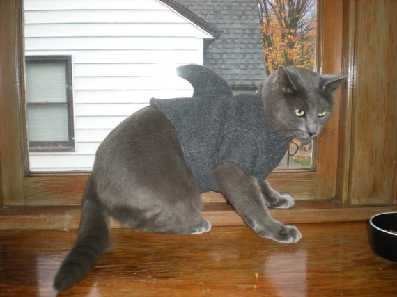 我不是猫 我是鲨鱼Kitten Shark Cat Sweater by YouthDiaspora