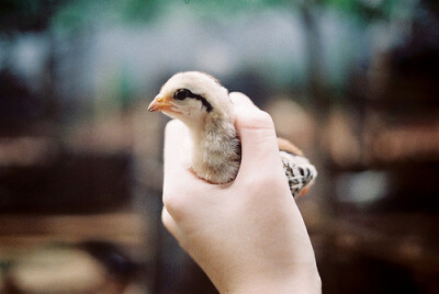 【雨天/季伶】握在手心的小可爱。