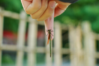 【雨天/季伶】蜻蜓点手。