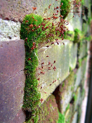 野外小植物群落