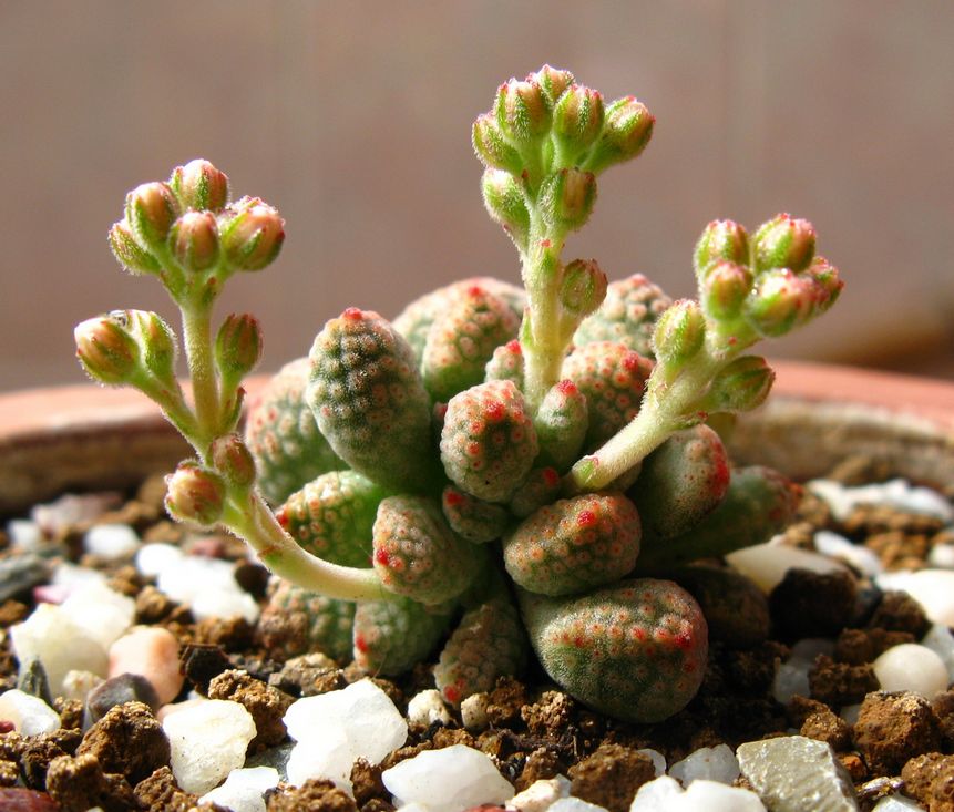 Crassula ausensis ssp. titanopsis 景天科 青鎖龍屬 火星兔子 打了花苞，非常可愛啊。。