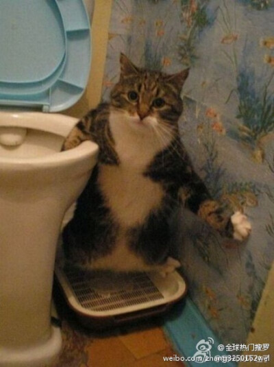 看神马看，没见过猫大爷我正在上厕所啊！！！！