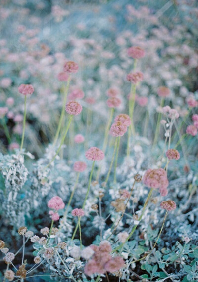 阿淳■的相册-風 花 雜草