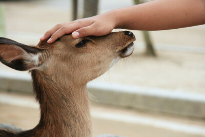 【雨天/季伶】温顺的鹿。