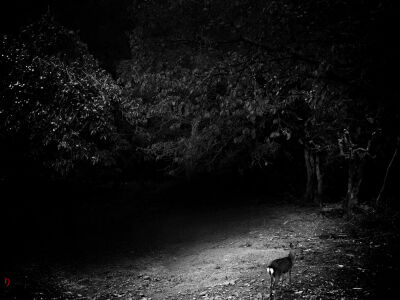 【雨天/季伶】鹿的回眸。