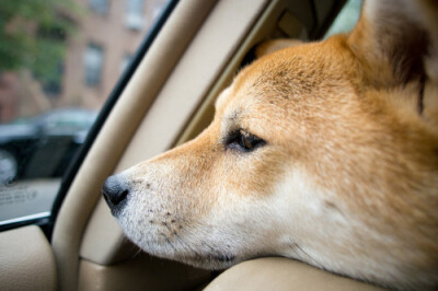 remblr Shio the Shiba » The Story of a Shiba in NY B162