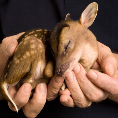 Rupert the Baby Deer