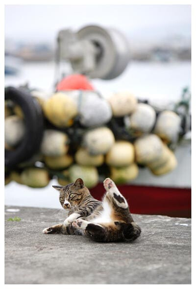 猫咪跌倒，获得日本田代岛摄影大赛金猫赏。