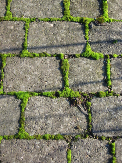 青苔小路