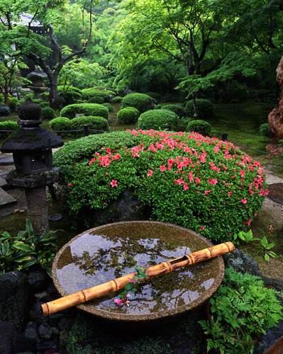 躑躅／圓光寺（京都市左京区）