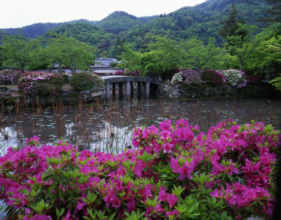 躑躅／天龍寺（京都市右京区）