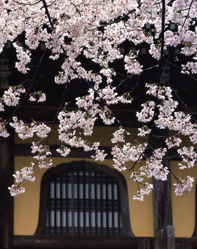 桜／南禅寺 法堂（京都市左京区）