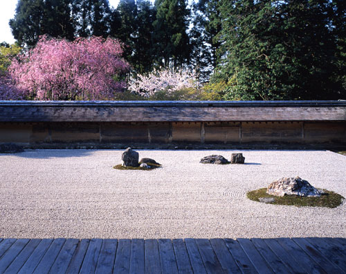 桜／龍安寺 石庭（京都市右京区）