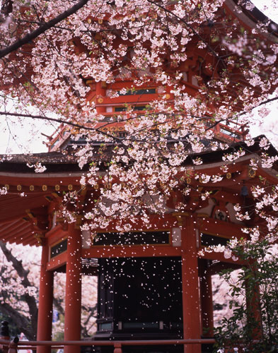 桜／高台寺 忠魂堂（京都市東山区）