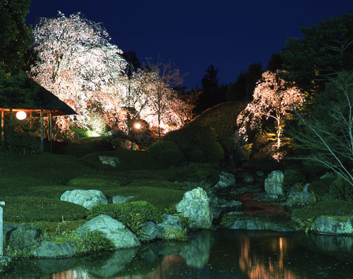 夜桜／退蔵院（京都市右京区 妙心寺山内）