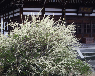 雪柳／萬福寺（京都府宇治市）