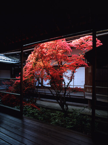 霧島躑躅／大心院（京都市右京区 妙心寺山内）