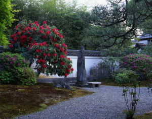 石楠花／大心院（京都市右京区　妙心寺山内）