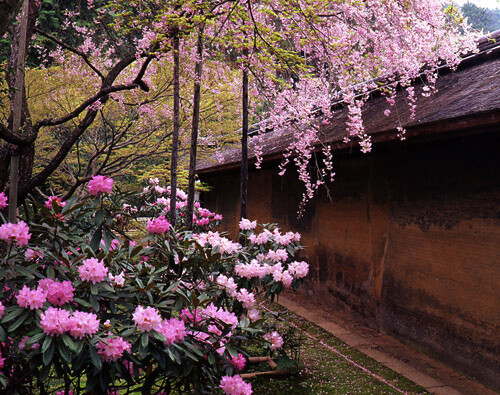 石楠花・八重紅枝垂桜／龍安寺（京都市右京区）