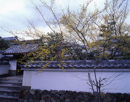 山茱萸／三秀院（京都市右京区 天龍寺山内）