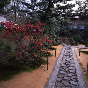 木瓜／大慈院（京都市北区　大徳寺山内）